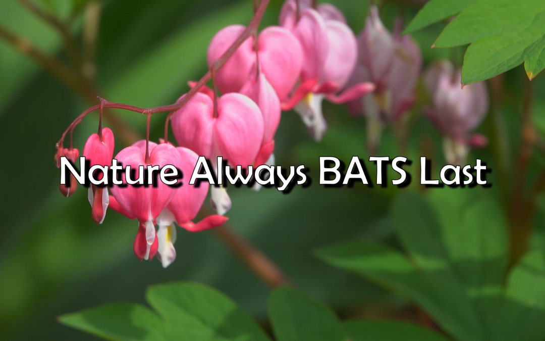 nature bats last