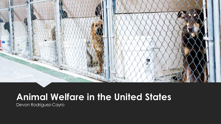 Devon Rodriguez-Cayro : Animal Welfare in the United States