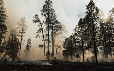 Katherine Haines: Flame Game: A Podcast About Controlled Burns, Episode 4